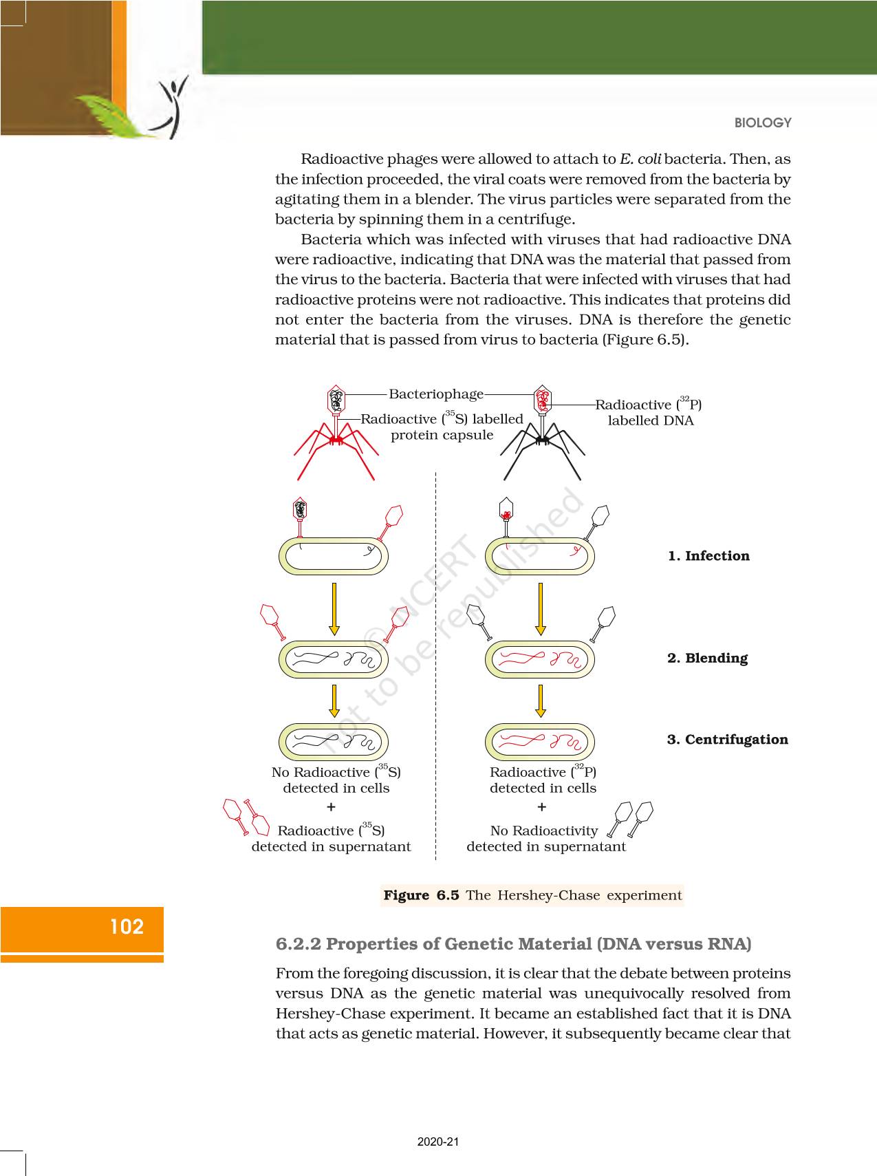 Molecular Basis Of Inheritance - NCERT Book Of Class 12 Biology